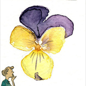 Aceo 13 Johnny Jump Up