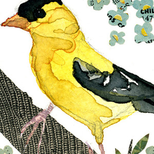 Aceo 2011 Bird03