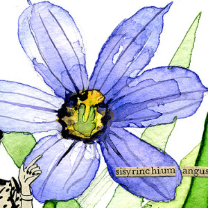 Aceo 2011 Garden11