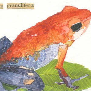 Aceo gran poison frog