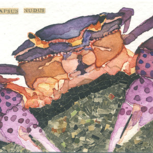Aceo purple crab