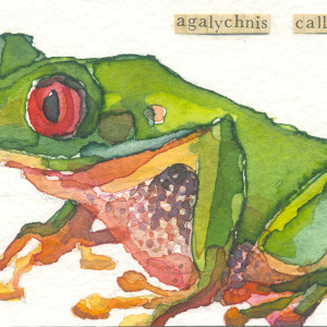 Aceo red eyed treefrog
