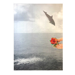 Collage dolphin