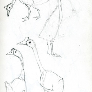 Drawing Geese 1