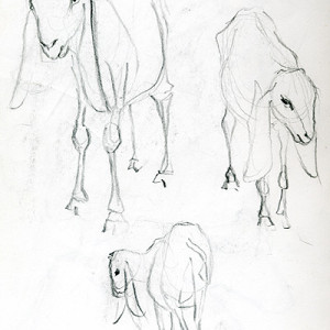 Drawing Goats 1
