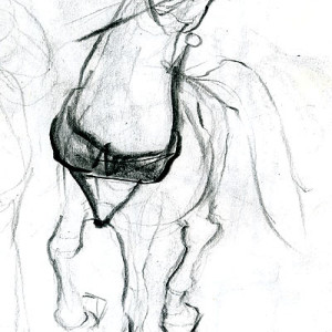 Drawing Horses 1