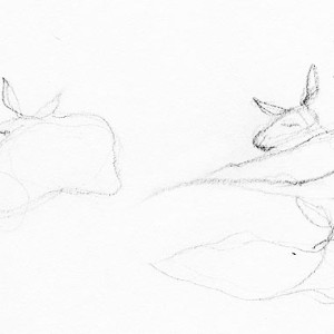 Drawing Kangaroo