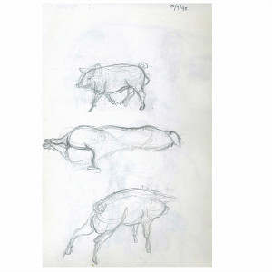 Drawings pigs