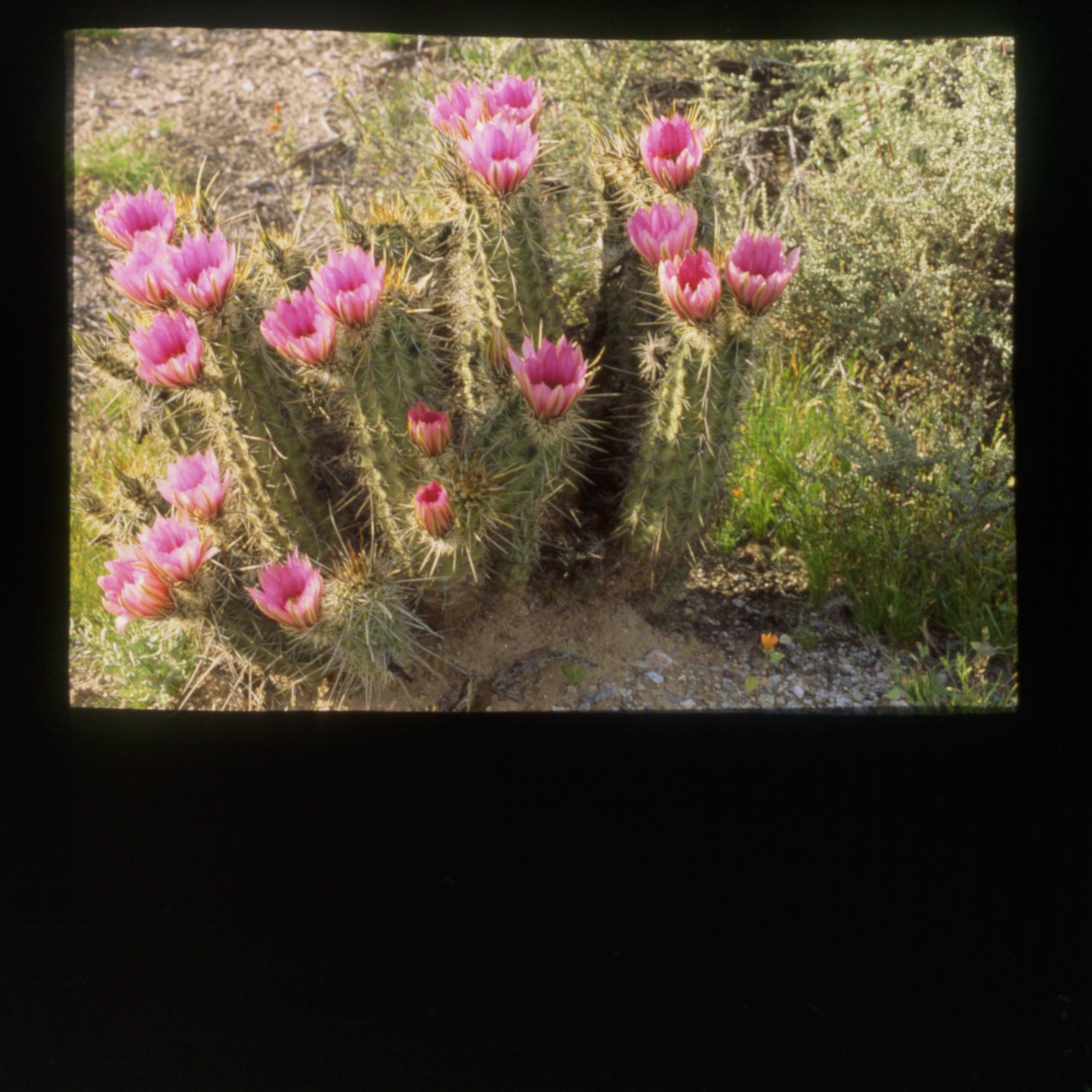 Hum bird flowers slide